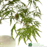 Acer palmatum 'Dissectum' Japanese Maple Tree - 5Ltr Pot