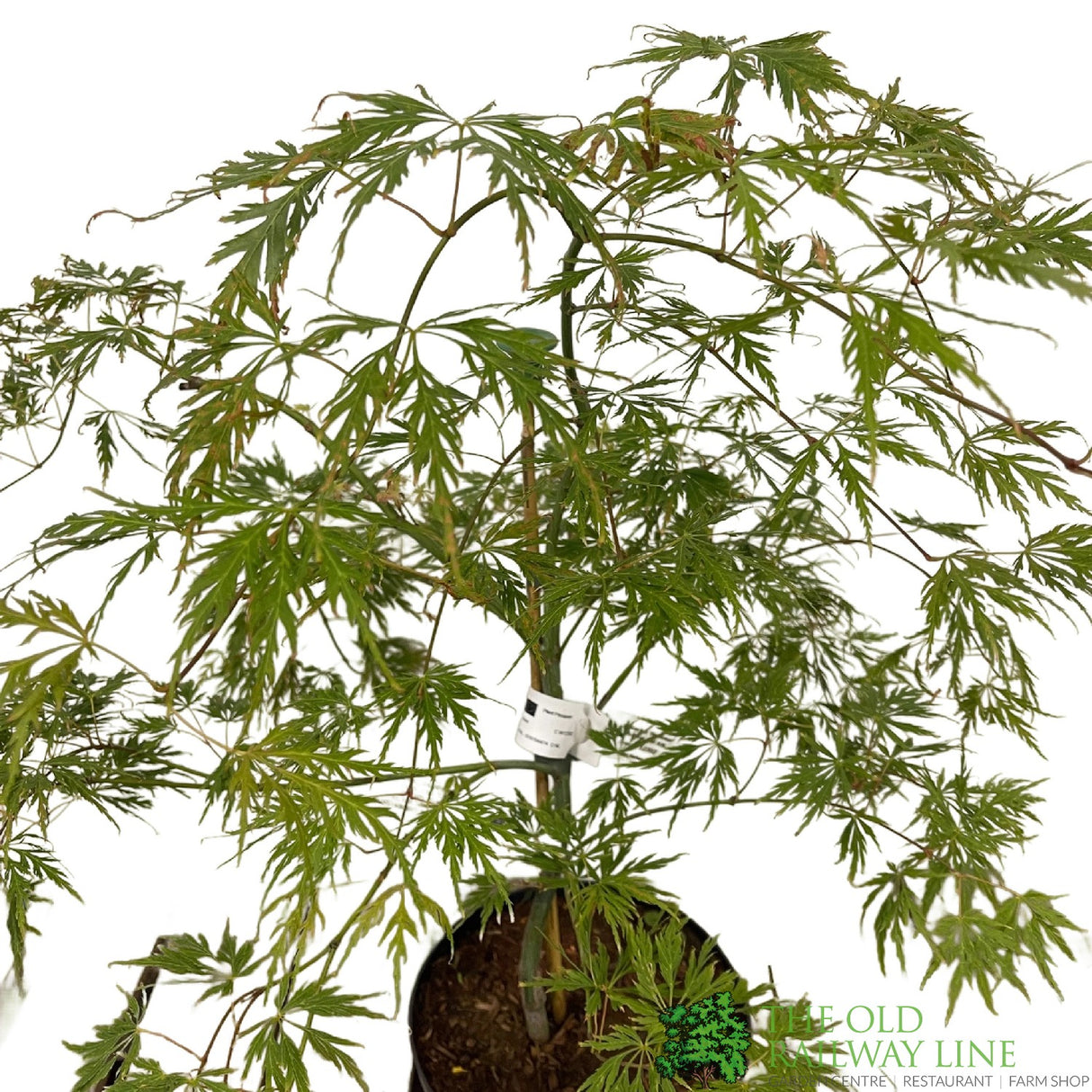 Acer palmatum 'Dissectum' Japanese Maple Tree - 5Ltr Pot