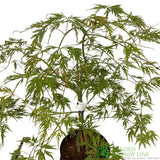 Acer palmatum 'Dissectum' Japanese Maple Tree - 5Ltr Pot