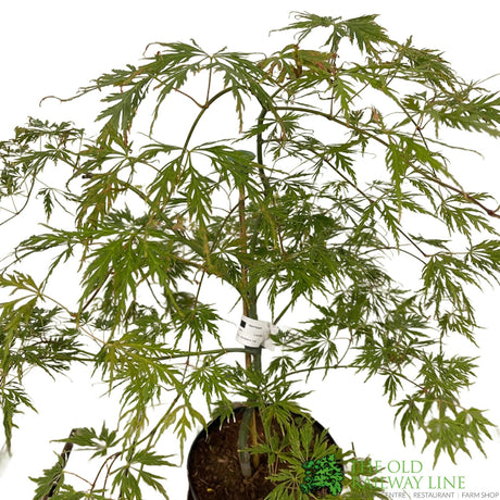 Acer palmatum 'Dissectum' Japanese Maple Tree - 5Ltr Pot