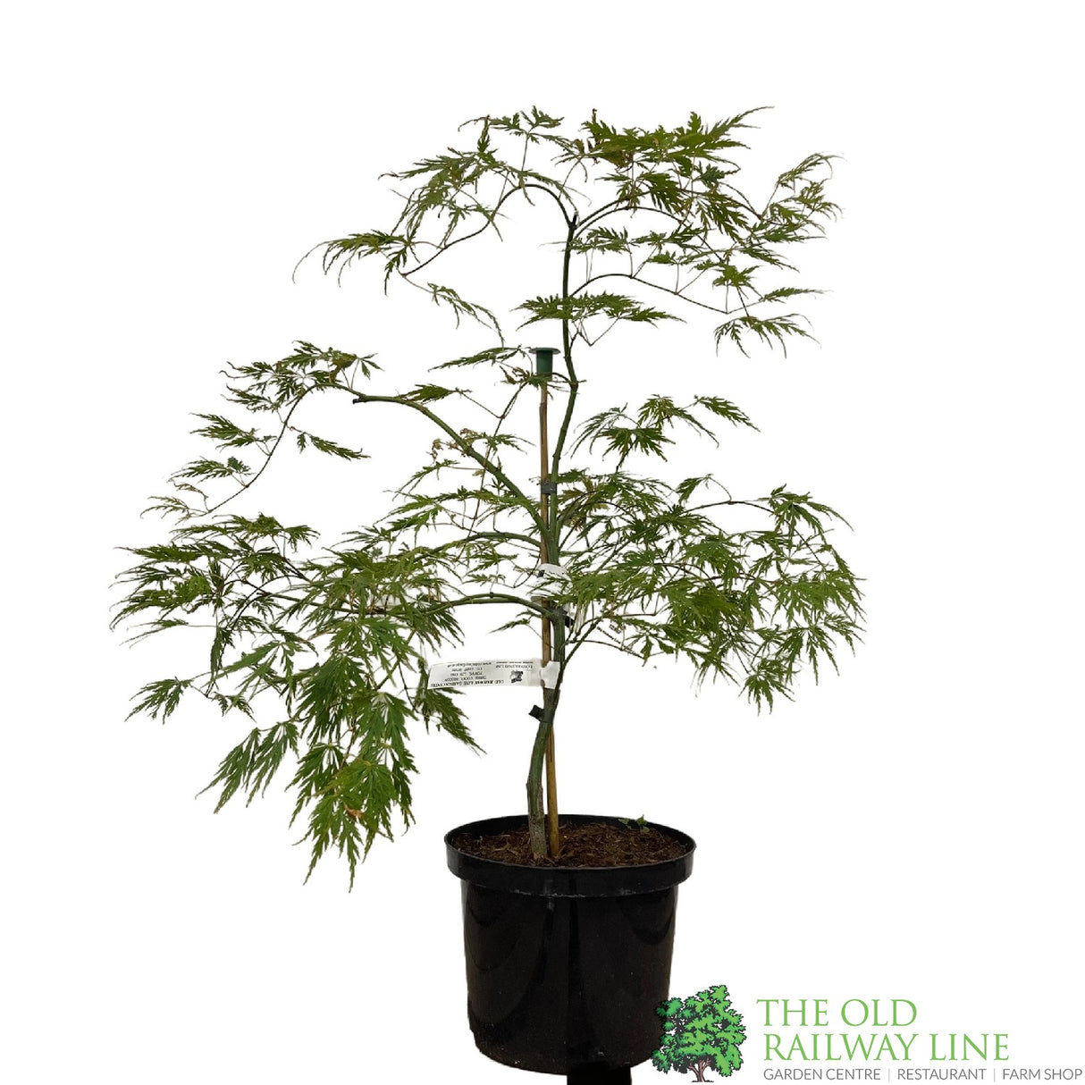 Acer palmatum 'Dissectum' Japanese Maple Tree - 5Ltr Pot