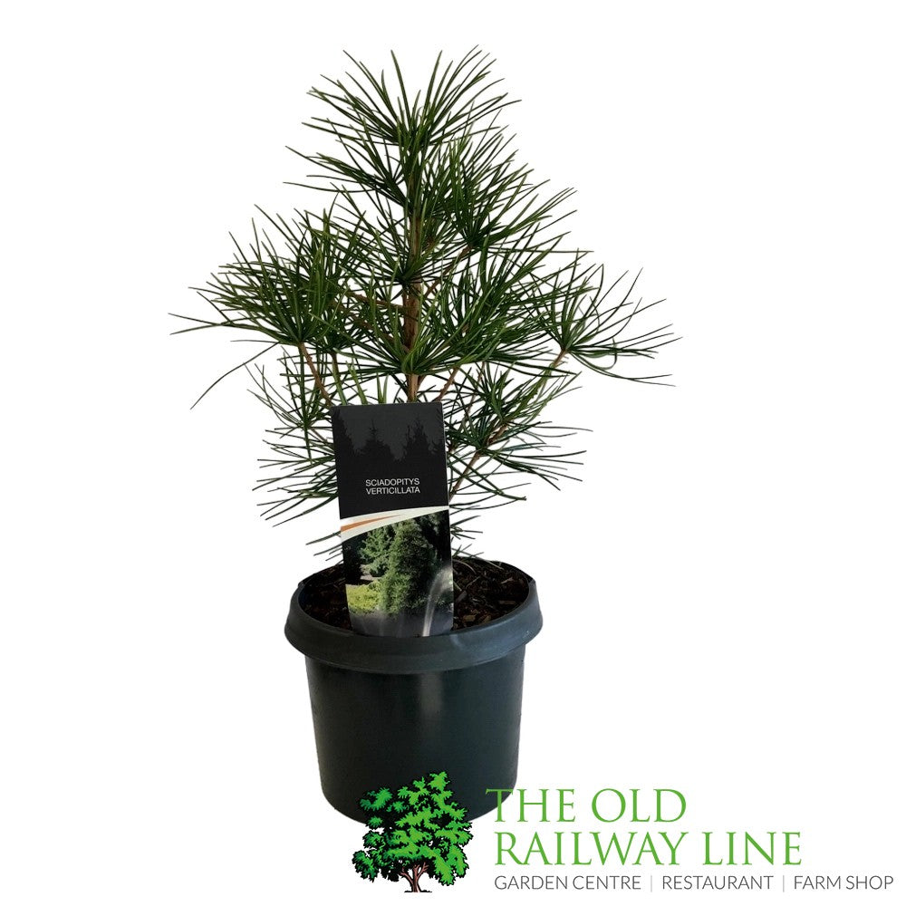 Sciadopitys Verticillata 'Japanese umbrella Pine' Collar 5Ltr Pot (NL)