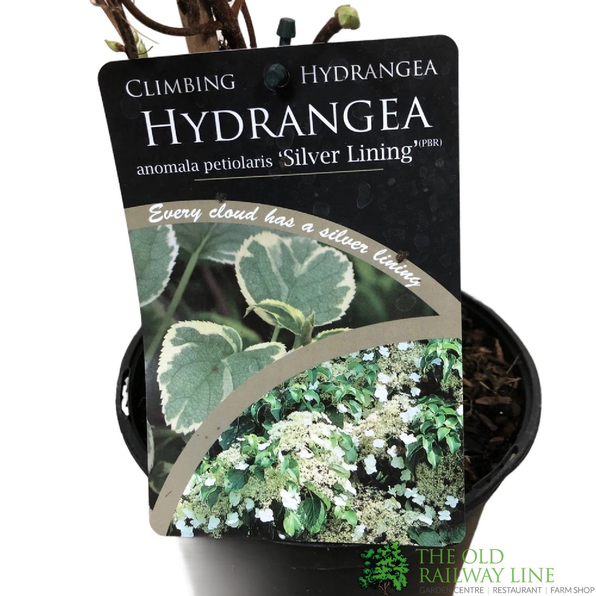 Hydrangea petiolaris 'Silver Lining' Climber 2Ltr Pot (NL)