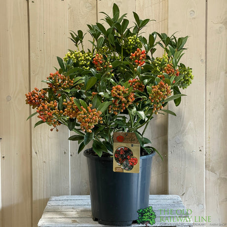 Skimmia japonica 'Pabella' 4Ltr Pot (NL)