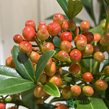 Skimmia japonica 'Pabella' 4Ltr Pot (NL)