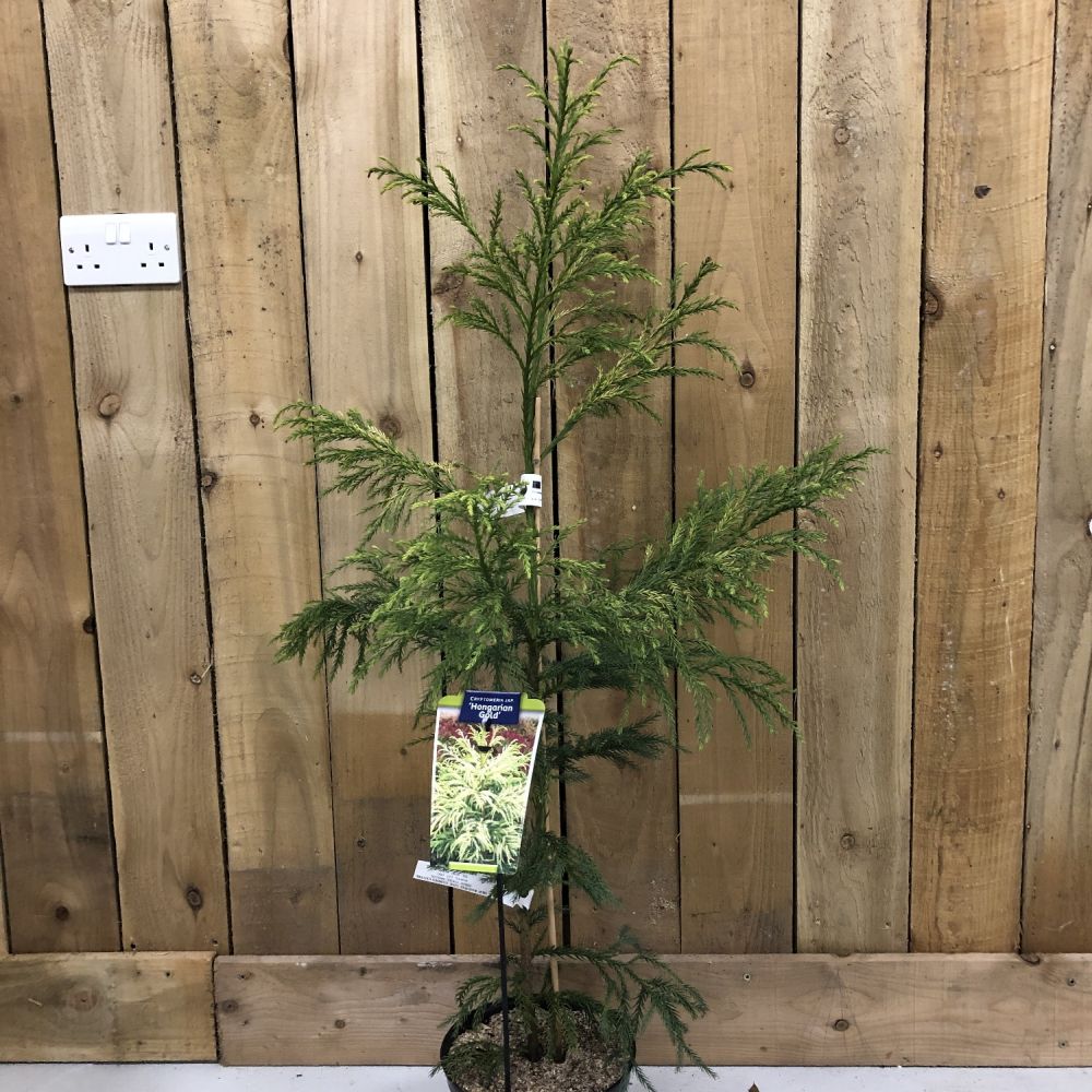 Cryptomeria 'Barabits Gold' Conifer  5Ltr Pot (NL)