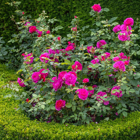 David Austin 'Gabriel Oak' Pink English Shrub Rose 6 Ltr Pot