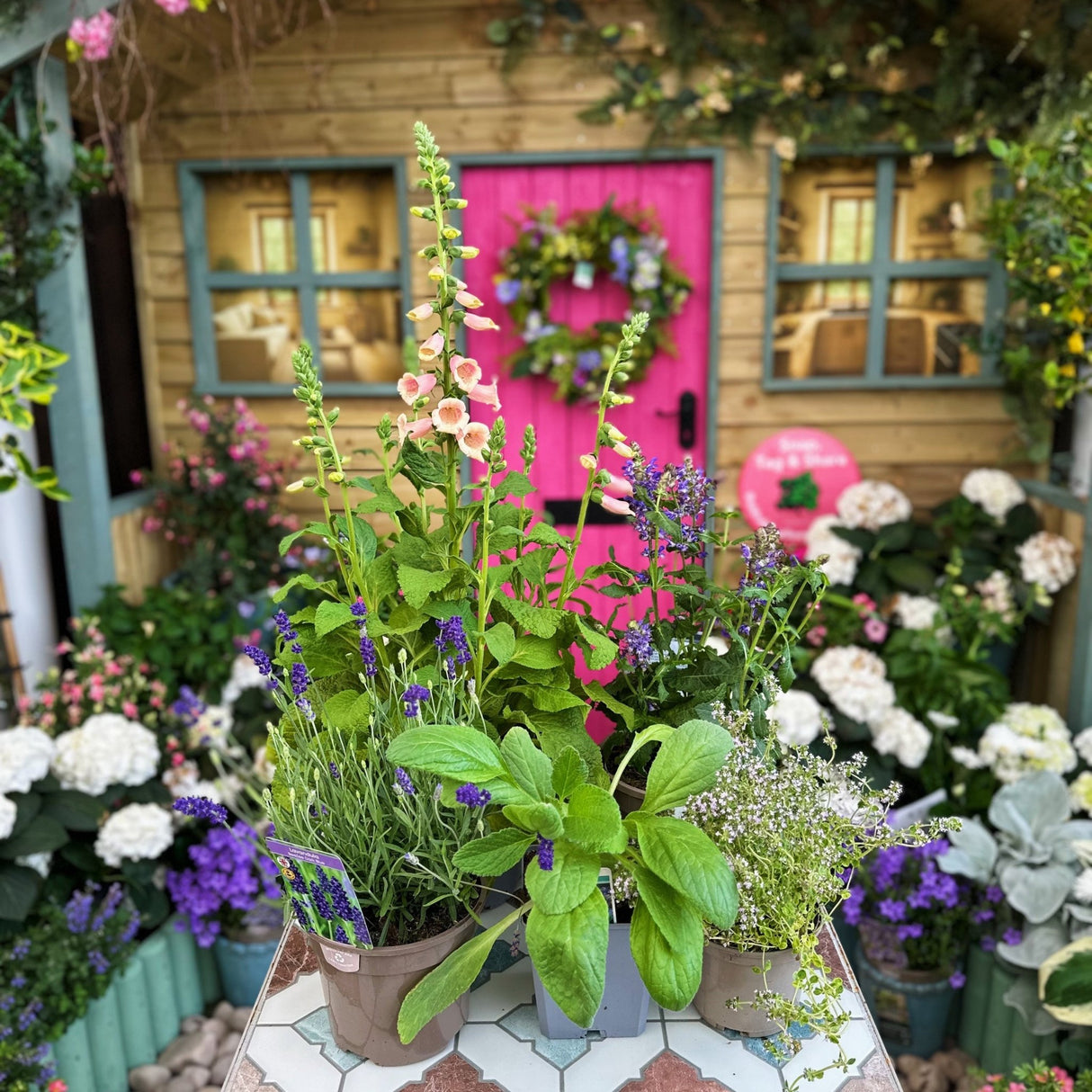 1 Metre Matters Plant Bundle - Old Railway Line Garden Centre