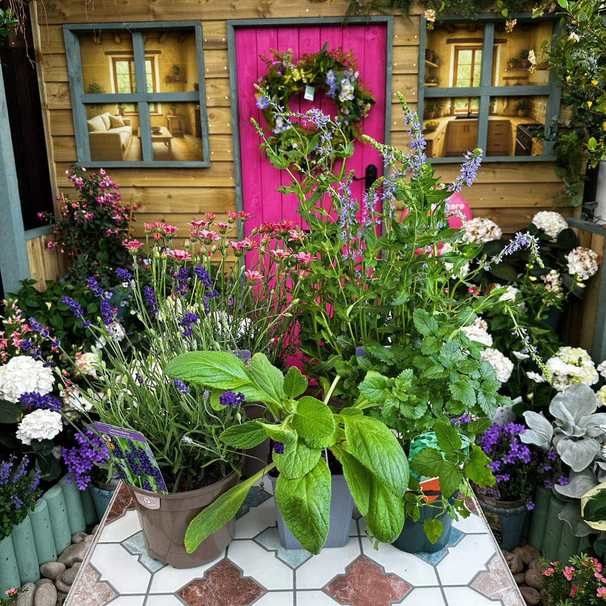 1 Metre Matters Plant Bundle - Old Railway Line Garden Centre