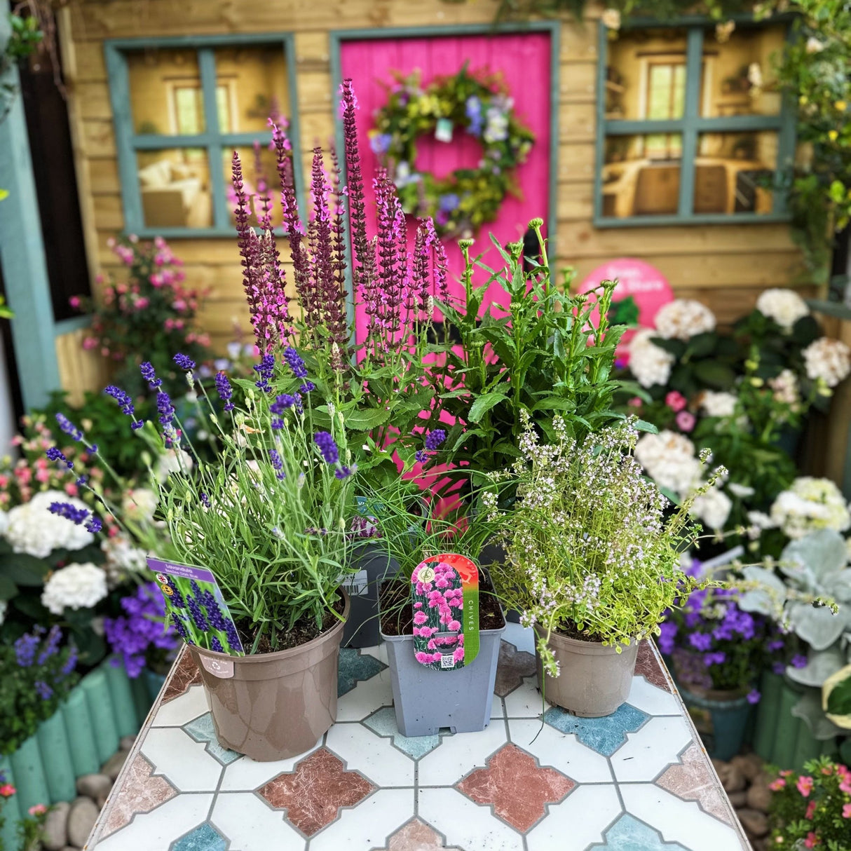 1 Metre Matters Plant Bundle - Old Railway Line Garden Centre