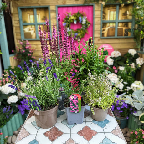 1 Metre Matters Plant Bundle - Old Railway Line Garden Centre