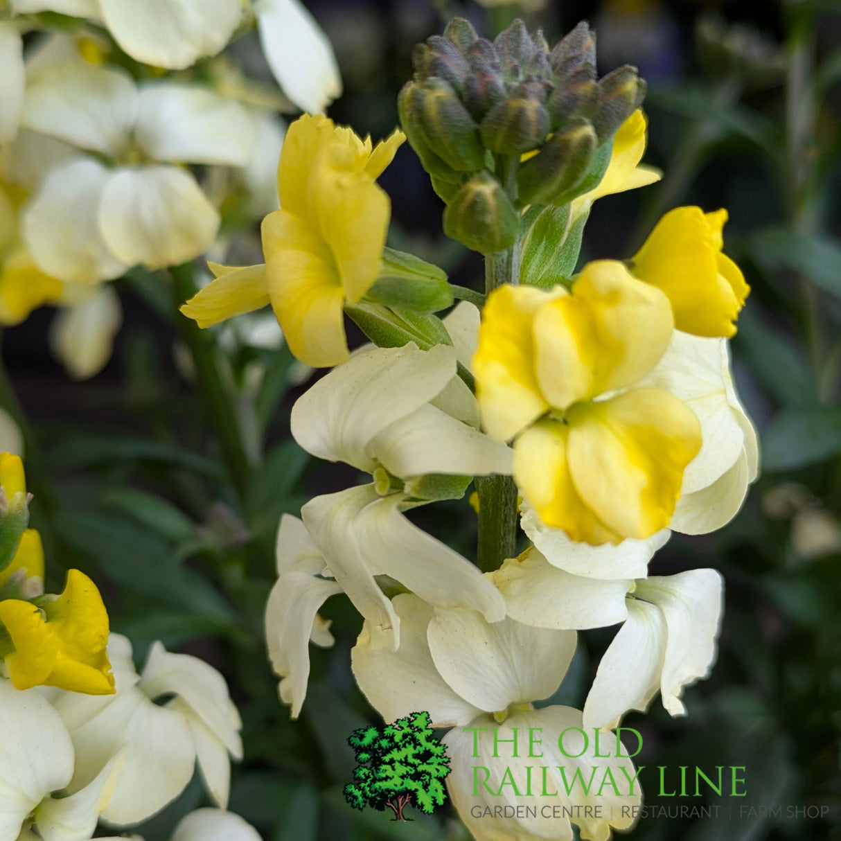 Porters Hoticulture Erysimum Mixed 1.5ltr Pot (Choice of 5)