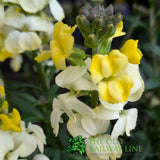 Porters Hoticulture Erysimum Mixed 1.5ltr Pot (Choice of 5)