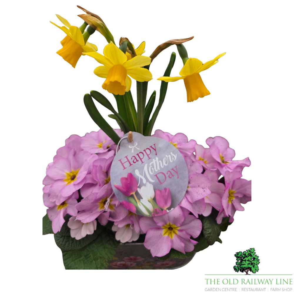 Mother's Day Primrose & Daffodil - Butterfly Trough 23cm