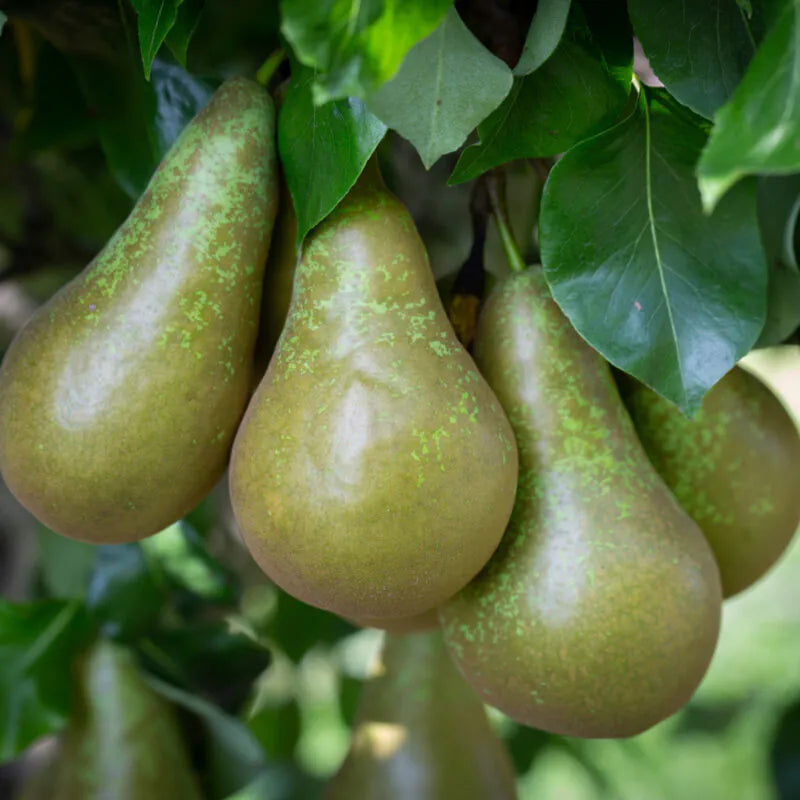 Pear Tree 'Conference' 7 Ltr Pot (NL)