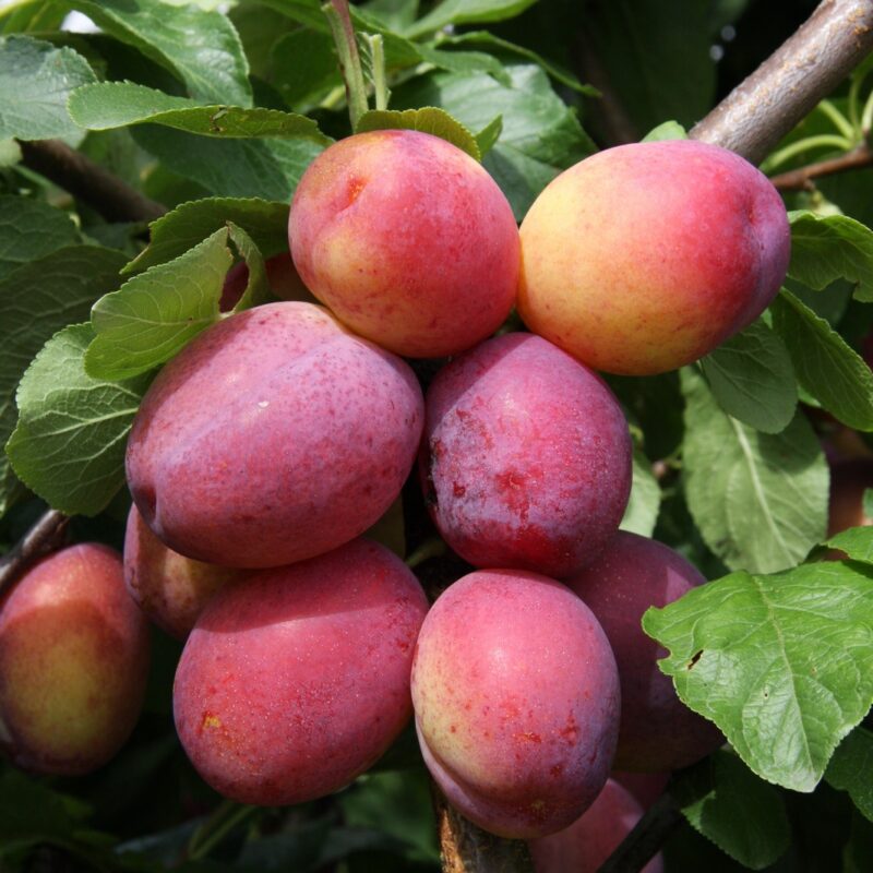 Frank P Matthews Plum Tree 'Victoria' Half-Standard Fruit Tree - 12 Ltr Pot