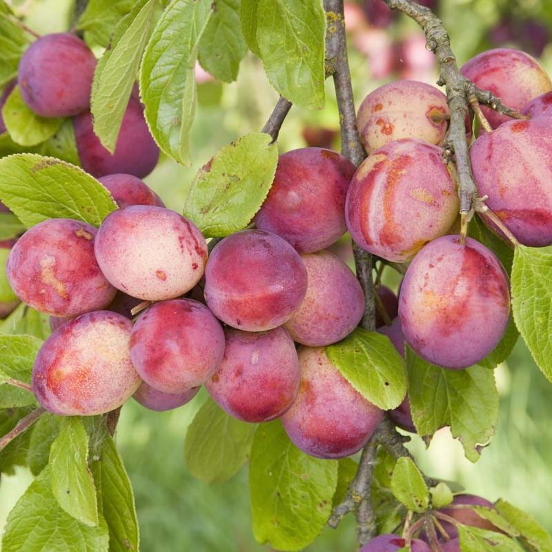 Frank P Matthews Plum Tree 'Victoria' Half-Standard Fruit Tree - 12 Ltr Pot