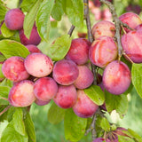 Frank P Matthews Plum Tree 'Victoria' Half-Standard Fruit Tree - 12 Ltr Pot