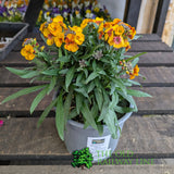Porters Hoticulture Erysimum Mixed 1.5ltr Pot (Choice of 5)