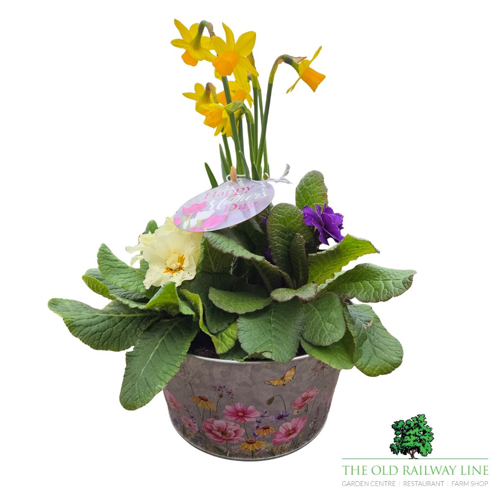 Mother's Day Primrose & Daffodil - Butterfly Bowl 19cm