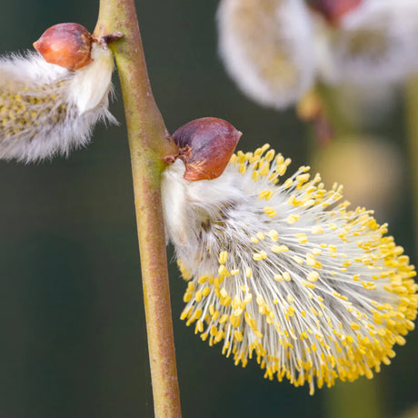 Salix caprea 'Kilmarnock' Willow 1.2m Tall (NL)