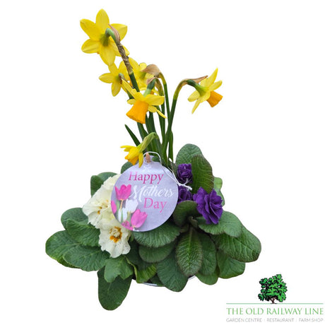 Mother's Day Primrose & Daffodil - Butterfly Bowl 19cm