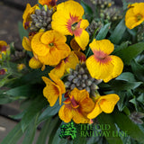 Porters Hoticulture Erysimum Mixed 1.5ltr Pot (Choice of 5)