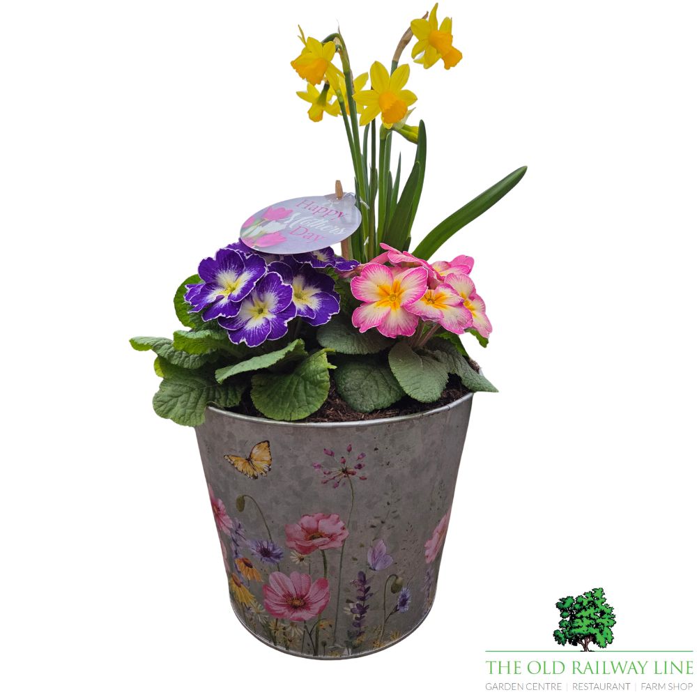 Mother's Day Primrose & Daffodil - Butterfly Pot 22cm