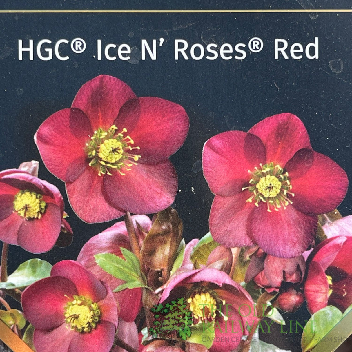 Hellebore 'Ice N' Roses Red' Helleborus Gold Collection 2Ltr Pot