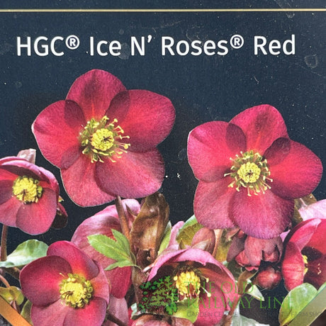 Hellebore 'Ice N' Roses Red' Helleborus Gold Collection 2Ltr Pot