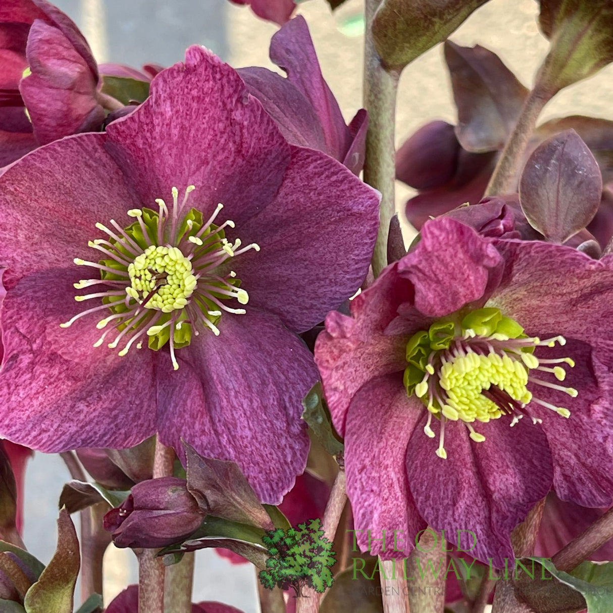 Hellebore 'Ice N' Roses Red' Helleborus Gold Collection 2Ltr Pot