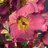 Hellebore 'Ice N' Roses Red' Helleborus Gold Collection 2Ltr Pot
