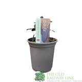 Sage Purple Herb Plant 9cm Pot