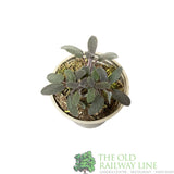 Sage Purple Herb Plant 9cm Pot