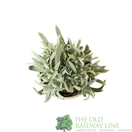 Lavender Dutch Herb Plant 9cm Pot