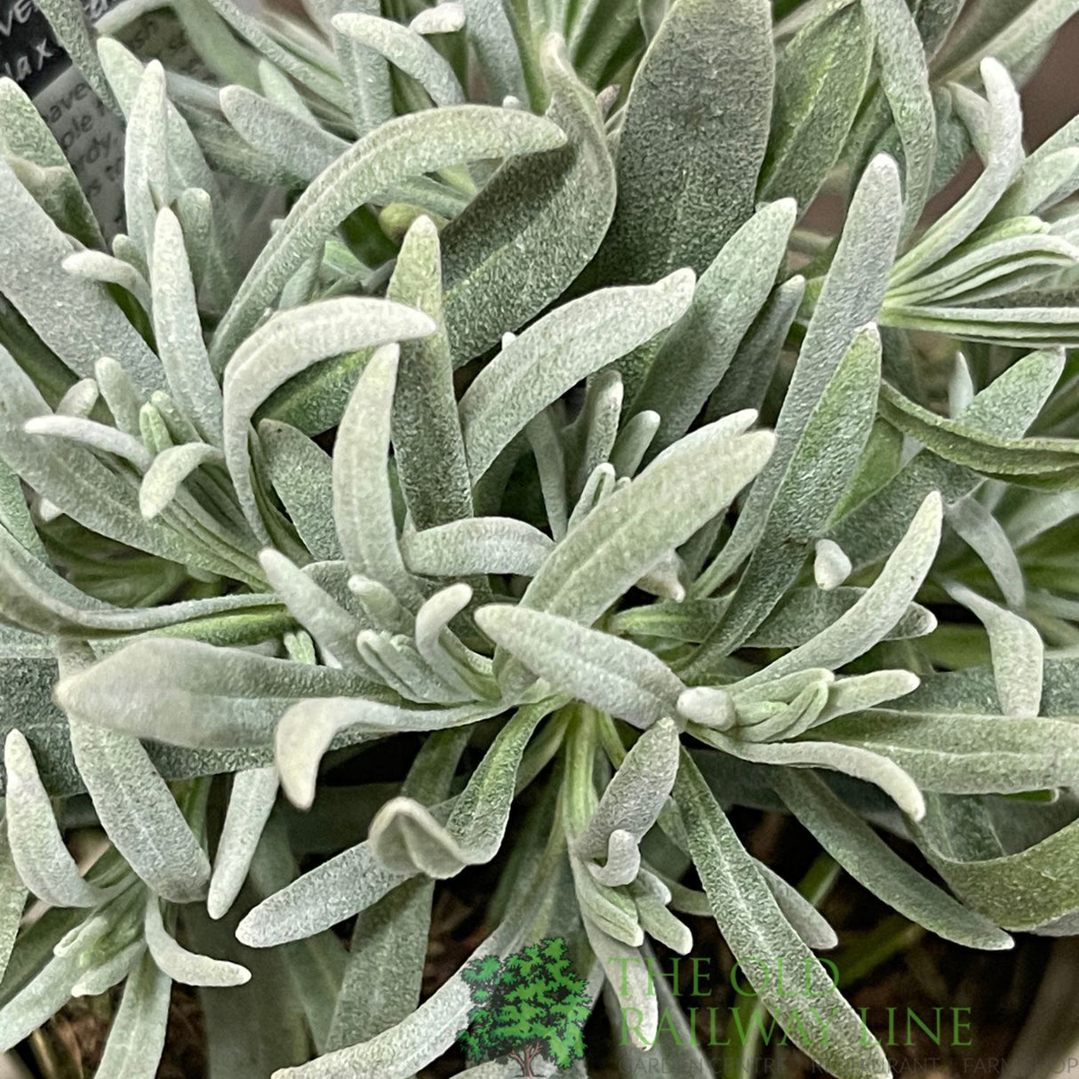 Lavender Dutch Herb Plant 9cm Pot