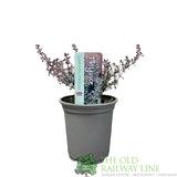 Thyme 'Silver Posie' Herb Plant 9cm Pot