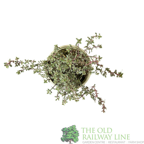 Thyme 'Silver Posie' Herb Plant 9cm Pot