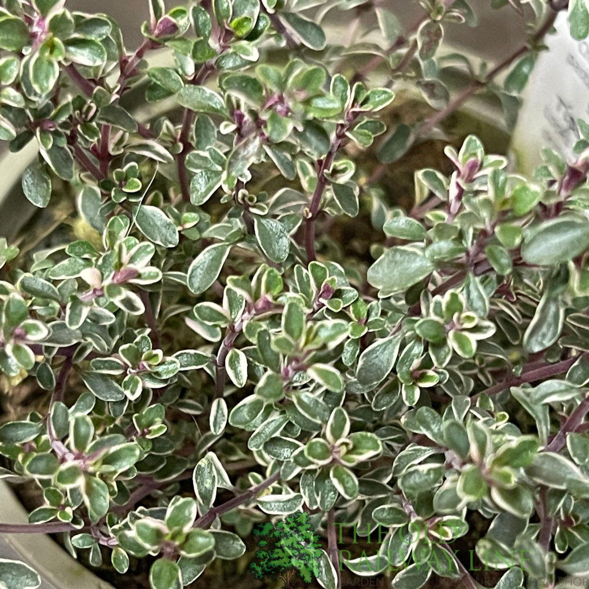 Thyme 'Silver Posie' Herb Plant 9cm Pot