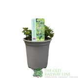 Oregano 'Golden Nugget' Herb Plant 9cm Pot
