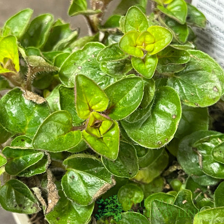 Oregano 'Golden Nugget' Herb Plant 9cm Pot