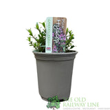 Hyssop 'Pink' Herb Plant 9cm