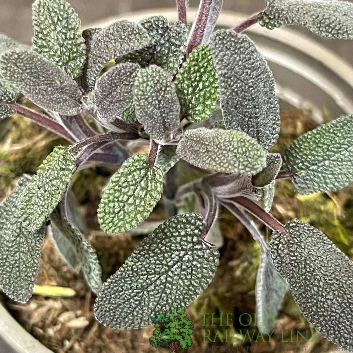 Sage Purple Herb Plant 9cm Pot