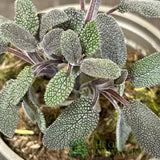 Sage Purple Herb Plant 9cm Pot
