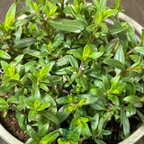 Hyssop 'Pink' Herb Plant 9cm