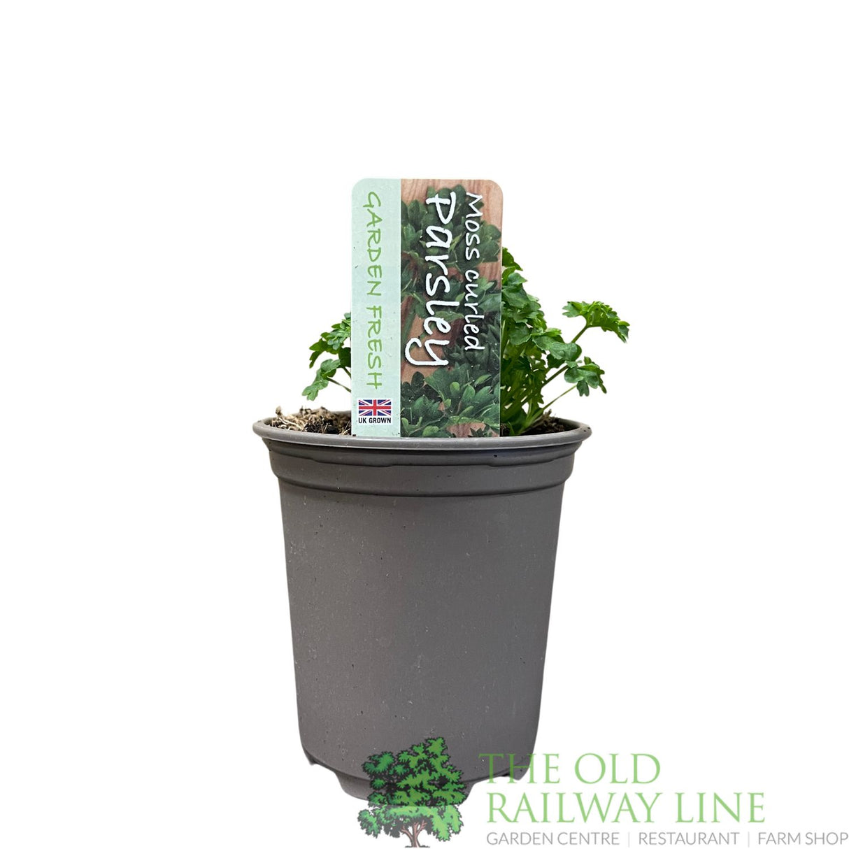 Parsley Curled Herb Plant 9cm Pot