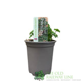 Parsley Curled Herb Plant 9cm Pot