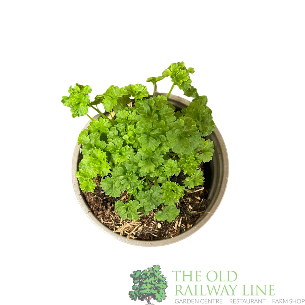 Parsley Curled Herb Plant 9cm Pot