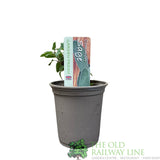 Common Sage Herb Plant 9cm Pot