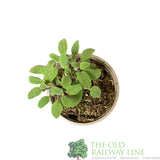 Common Sage Herb Plant 9cm Pot